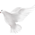 oiseau oiseau